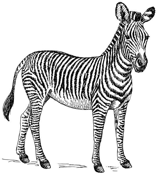 Easy Peasy All-in-One Homeschool Z z Find the letters. Zebras live in Africa.