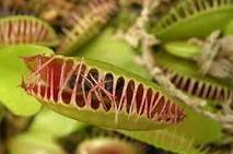 What adaptations does a Venus flytrap