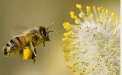 Explain what seeds and pollen are and why they are adaptations that