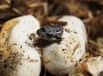 How is the reptile egg an adaptation that