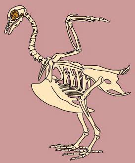 Describe the bone structure of birds and how that helps