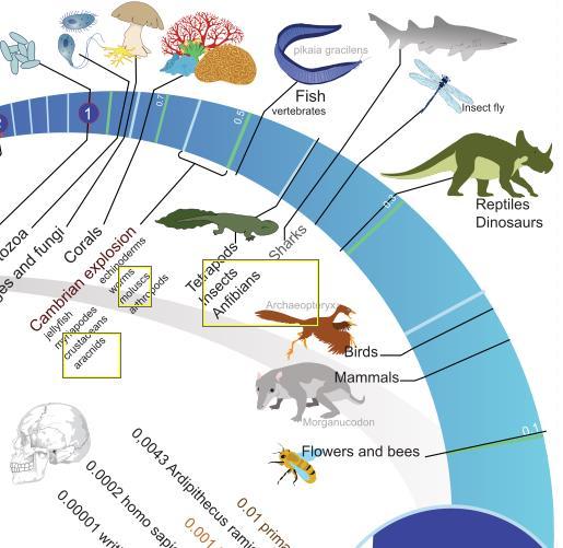 Where did the first mammals