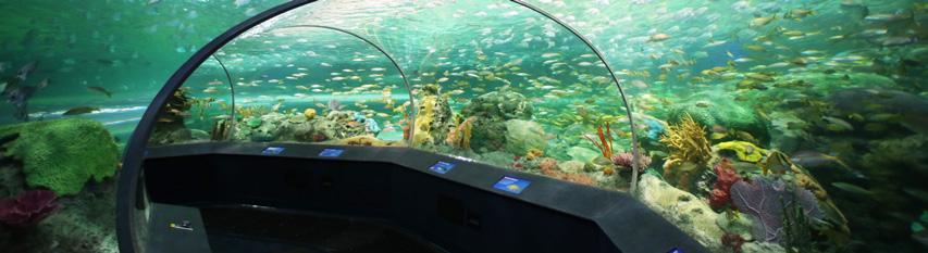 The Aquarium also offers curriculum-connected programs both in our two classrooms and out in the Aquarium in addition to a self-guided visit. Our classroom workshops descriptions are listed on page 8.