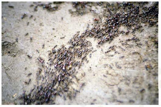 Ant Colony Optimization (ACO) Ants find shortest path to food