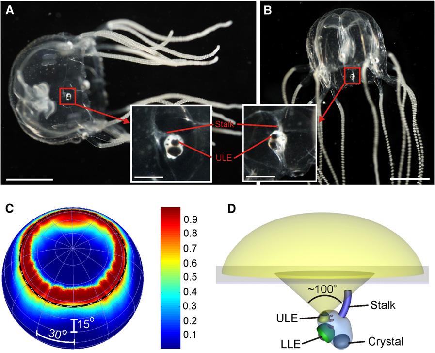 Rhopalial O of the Upper Lens Eye box jellyfish (A and B) In freely swim lia maintain a