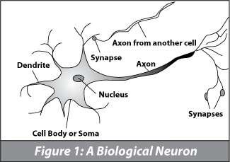 Figure 1- Biological Neuron (www.neuralpower.