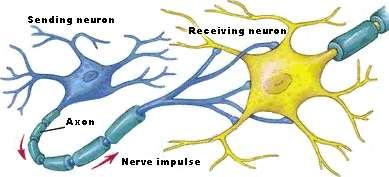 accumulator /amplifier. The neuron s output channel is provided by the axon as it conveys the neural cell s action potential (along nerve fibres) to synaptic connections with other neurons (www.teco.