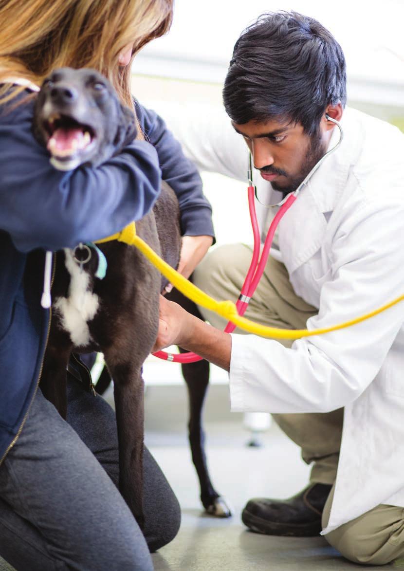 The Doctor of Veterinary Medicine fvas.unimelb.edu.au/dvm OUR INNOVATIVE TRACKS PROGRAM PROVIDES YOU WITH PROFESSIONAL SKILLS AND KNOWLEDGE IN AN AREA OF YOUR CLINICAL INTEREST.
