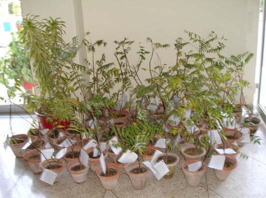 At the end of the meeting each RO club was given five or more Neem tree saplings to take back to their