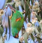 Student Activity One: Doing your Research After viewing the animation you will have learnt some new information about the Swift Parrot but you probably have lots of questions too.