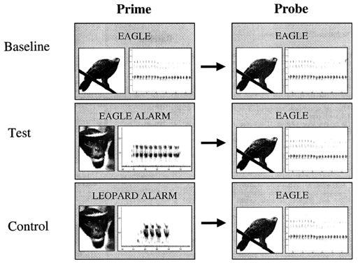 Monkey Alarm Calls Habituation transfers semantically not acoustically K. Zuberbühler, D.L. Cheney and R.M. Seyfarth, 1999, J. Comp. Psych. 113: 13-42.