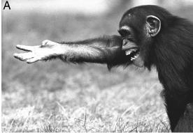 Apes Gesture as well as Vocalize A juvenile chimpanzee tries to reclaim food that a dominant has taken away by combining the reach out up begging gesture with a scream vocalization.