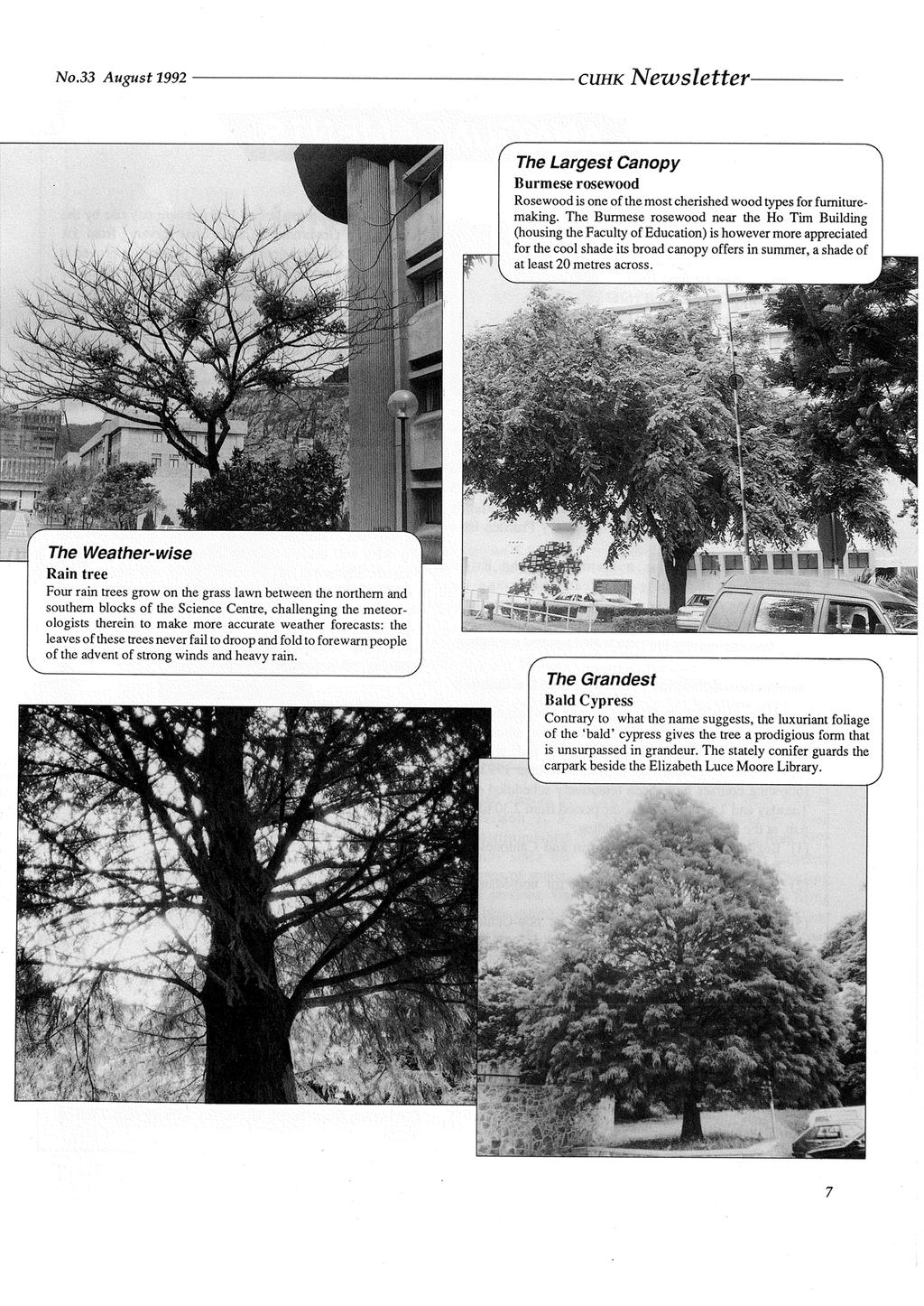 No33 August 1992 CUHK Newsletter The Largest Canopy Burmese rosewood Rosewood is one of the most cherished wood types for furnituremaking.