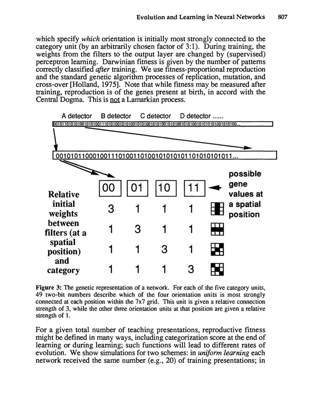 Evolution and Learning in Neural Networks 87 which specify which orientation is initially most strongly connected to the category unit (by an arbitrarily chosen factor of 3:1).