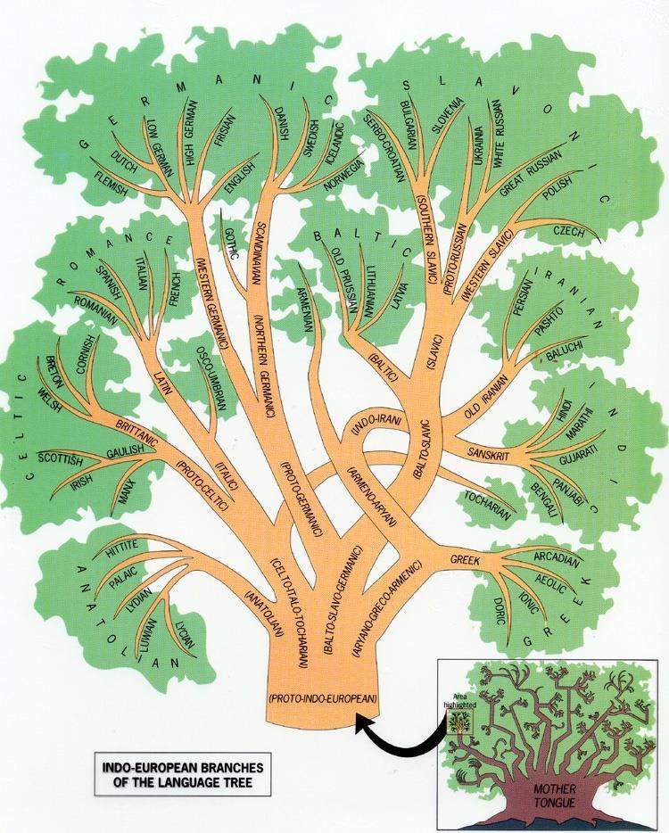3. The Language Tree 19 Language Families Each Family has its own branches Each