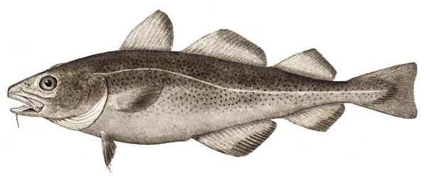 7 alleles Wikipedia/Bulletin of the United States Fish Commission: http://commons.wikimedia.