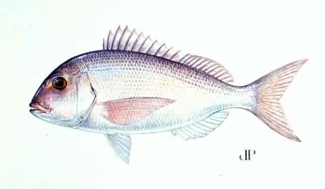 Seabreams (Pagrus) Overfished: 12.1 alleles Not Overfished: 15.7 alleles Virginia Tech, Dept. of Fisheries and Wildlife Sciences: http://filebox.vt.
