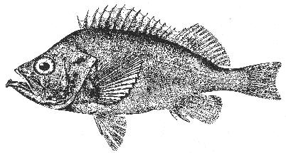 Rockfishes (Sebastes) Overfished: 12.9 alleles Not Overfished: 13.