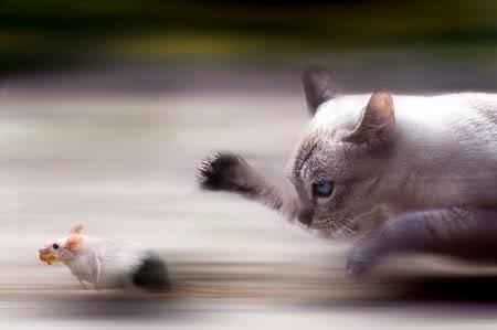 Problem 12 3 points 3 minutes A cat chases a mouse, which has a 160 meter head start.