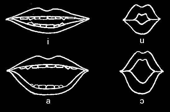 Examples of Phonetic Features Vowel (vocalic) place features round: the lips are protruded.