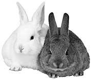 Evolutionary Analogy Evolutionary Analogy Consider a population of rabbits: some individuals are faster and smarter than others Slower, dumber rabbits are likely to be caught and eaten by foxes Fast,