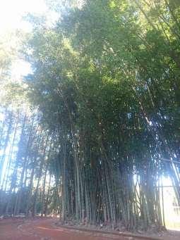 FIGURE 3: BAMBOO TREE