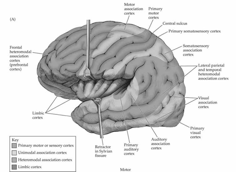 Language and the Dominant Hemisphere Primary Motor and Primary Sensory Cortex Unimodal