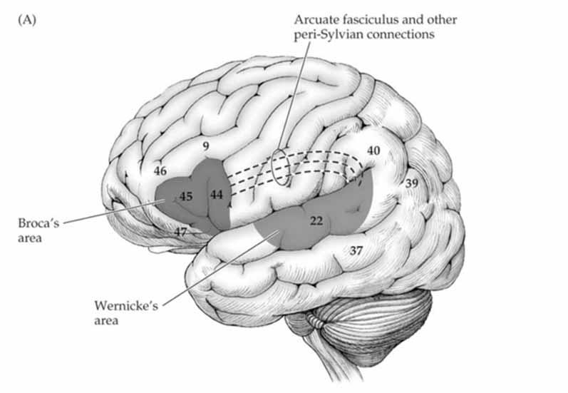 Language: Multiple Integrated Centers To hear a word and repeat it: Hear sound with ears Sound transmitted to Wernicke s Area Transmitted to Broca s Area via Arcuate Fasciculus