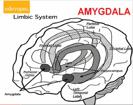 The Amygdala or limbic system is the integrative system for emotional behavior