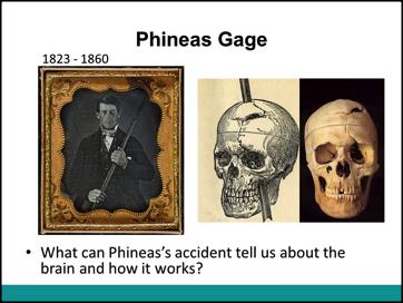 1. Phineas Gage Use this slide to share the story of Phineas Gage with the students.
