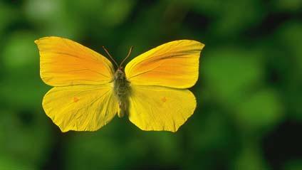 There are many different varieties of butterfly.