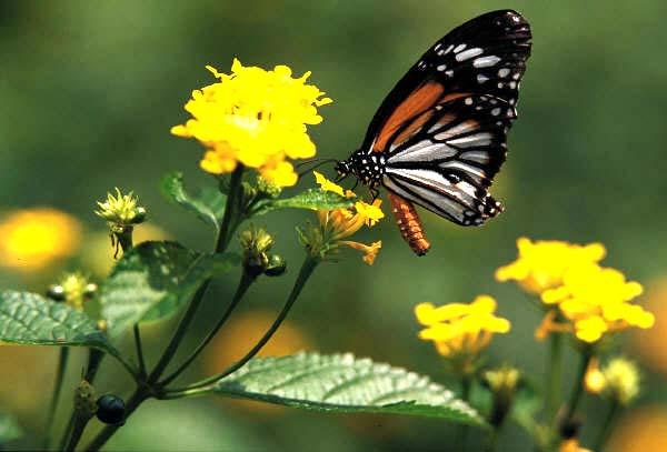 What they eat Butterflies mainly eat nectar from flowers, but they also eat pollen, sap and fruit.