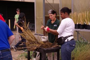 The project commenced in the Fall 2010 academic semester Horticulture students in Plant Propagation and Greenhouse Management classes propagated 500 wetlands grass starters at Delgado City Park