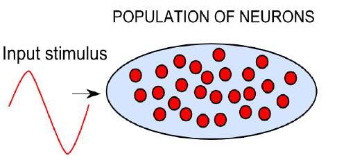 democracy, individual neurons count for little; it is population activity that