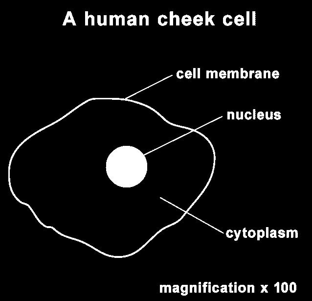 7A C E L L S ( TS 5-7 ) OBSERVING CELLS UNDER A MICROSCOPE FOCUS: OBTAINING EVIDENCE (OA) INFORMATION All living things are made of cells. You are made up of many millions of cells.