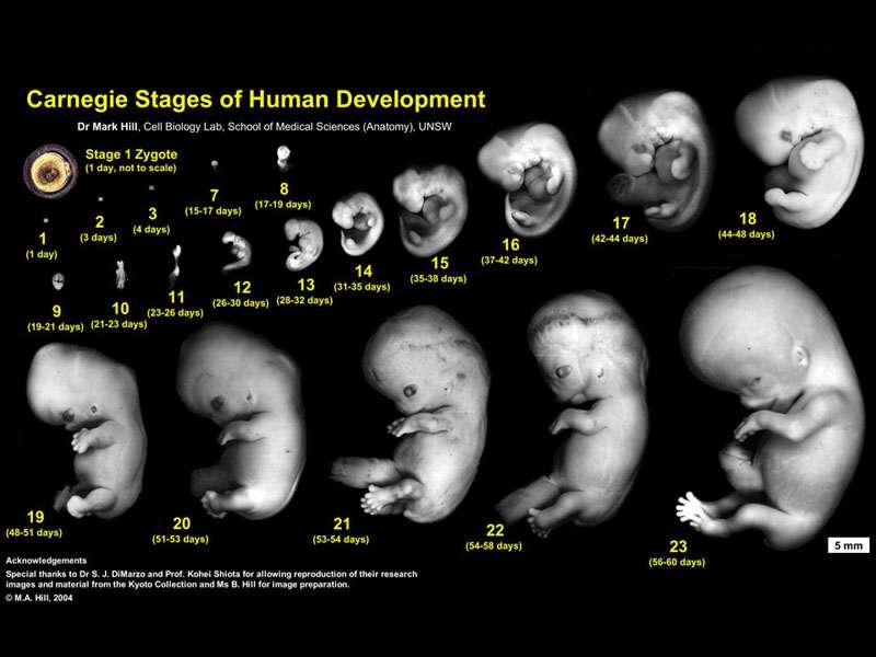 first 8 weeks of human embryological