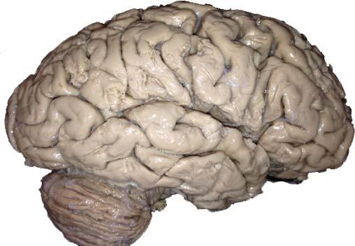 The Human Brain We ve learned more about the brain in the last 5 years than we have learned in the last 5000 years!