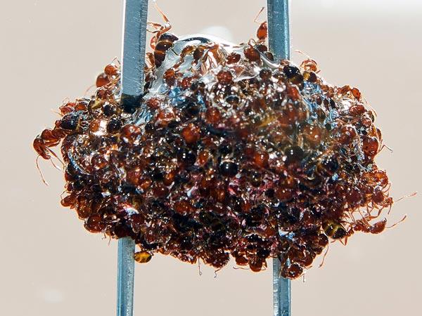 Fire Ants By Rachel Kaufman/National Geographic Stock When a city floods, humans stack sandbags and raise levees. When a fire ant colony floods, the ants link up to form a literal life raft.