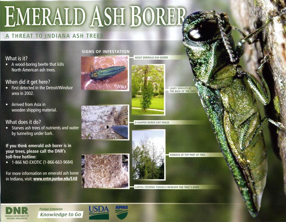 This poster highlights important information about EAB