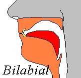 Bilabial Labiodental Dental Alveolar Palatal-
