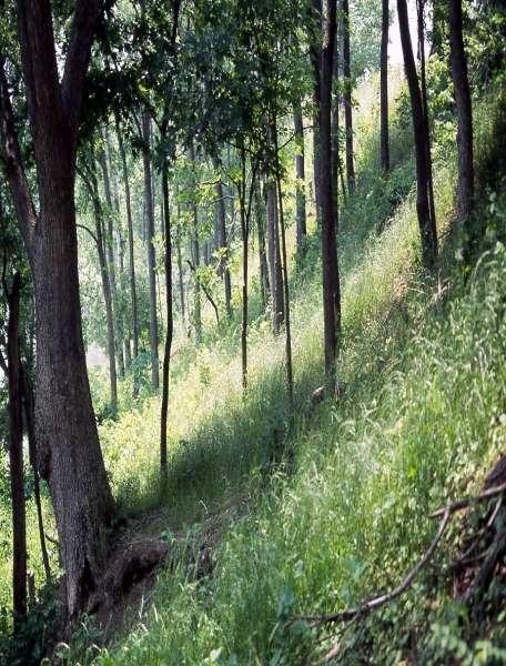vegetation management