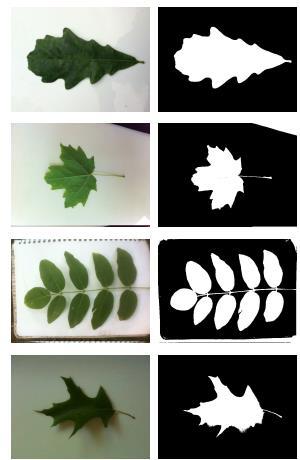 LeafSnap: A Computer Vision System for Automatic Plant Species