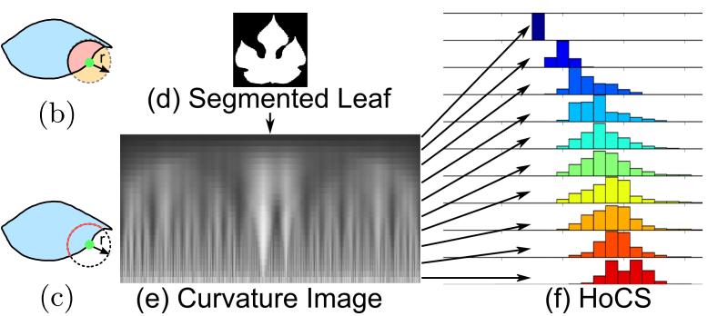 species using a smartphone Segmentation, feature extraction Learn