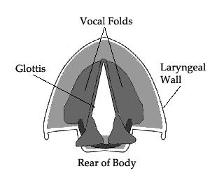 Open glottis, i.e. the folds are apart normal