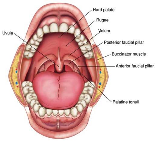 The Velum Velum (soft palate): muscular flap at the back of