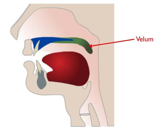 oral tract resulting in oral sounds when velum is lowered, air