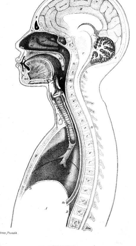 Speech production organs Nasal Cavity Oral Cavity Pharynx