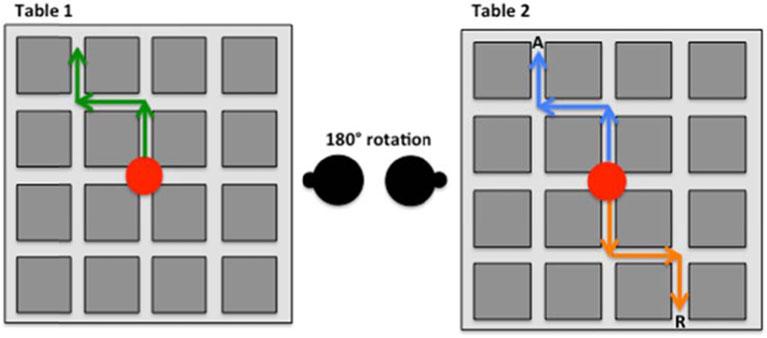 Figure 2 Absolute and relative solutions for the maze task (redrawn from Li, Abarbanell, Gleitman, & Papafragou, 2011). groups.