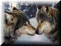 An Old Cherokee Tale of Two Wolves One evening an old Cherokee Indian told his grandson about a battle that goes on inside people. He said, My son, the battle is between two wolves inside us all.