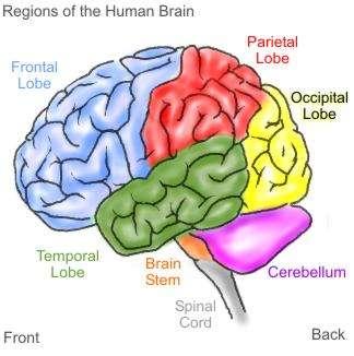 Design of Brain To ensure the survival of the body To take shortcuts to save energy usage To make what is conscious